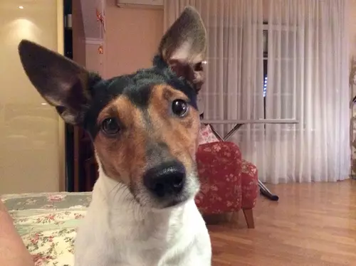 Itom nga Jack Russell Terrier (25 Mga Litrato): Paglaraw sa mga itum nga kolor nga kolor. Mga lagda sa sulud sa iro 23109_11