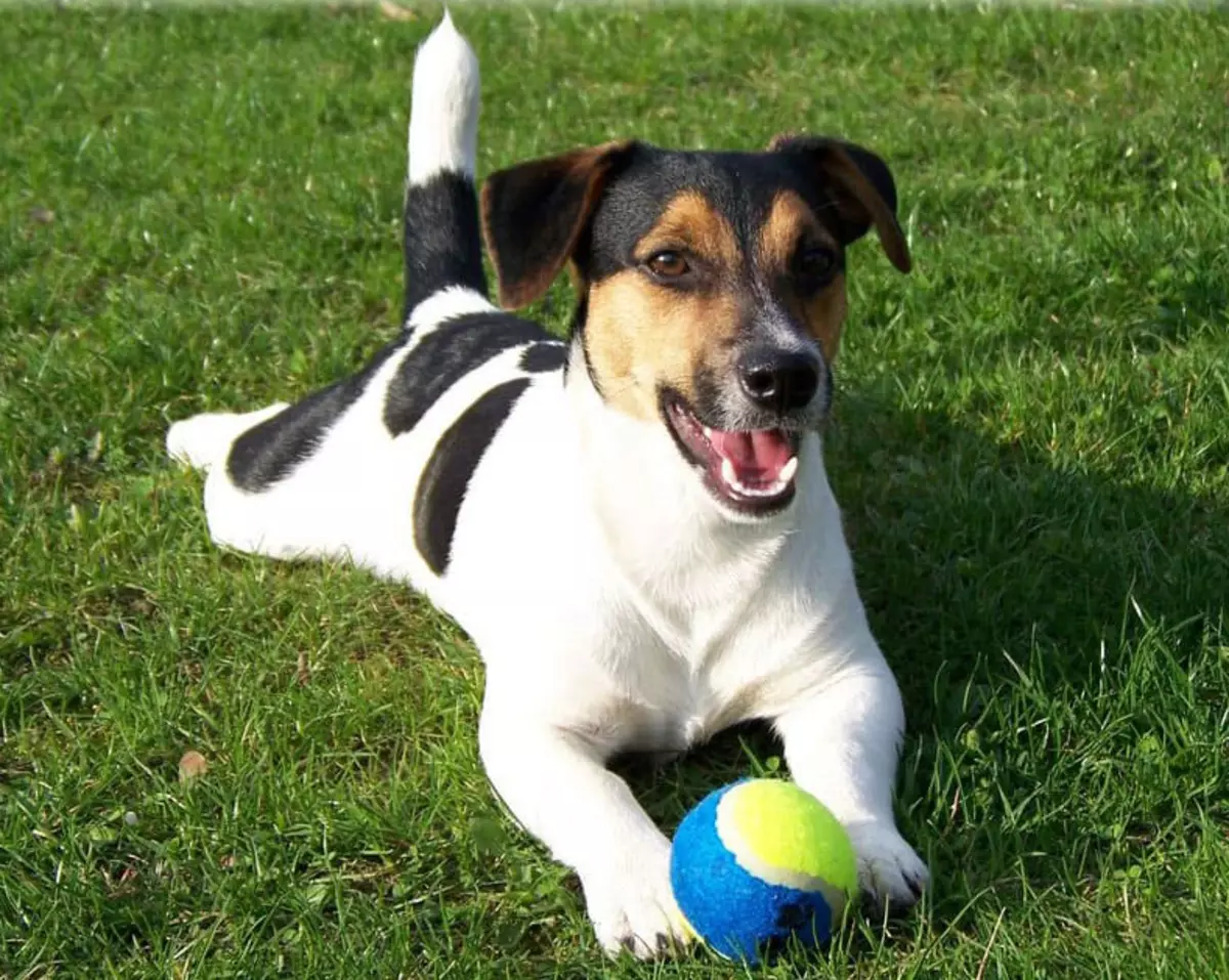 Black Jack Russell Terrier (25 Fotoen): Beschreiwung vu schwaarze Faarf Welpen. Hond Inhalt Reegelen 23109_13