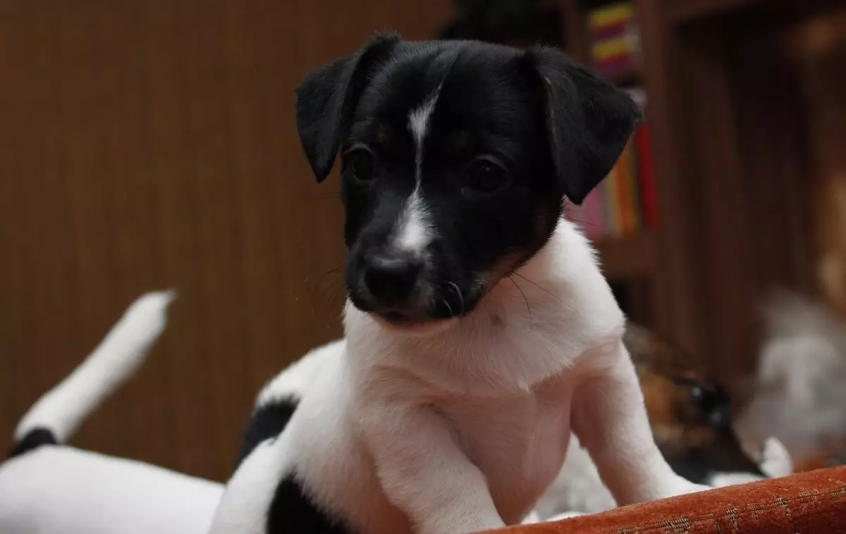 Itom nga Jack Russell Terrier (25 Mga Litrato): Paglaraw sa mga itum nga kolor nga kolor. Mga lagda sa sulud sa iro 23109_14