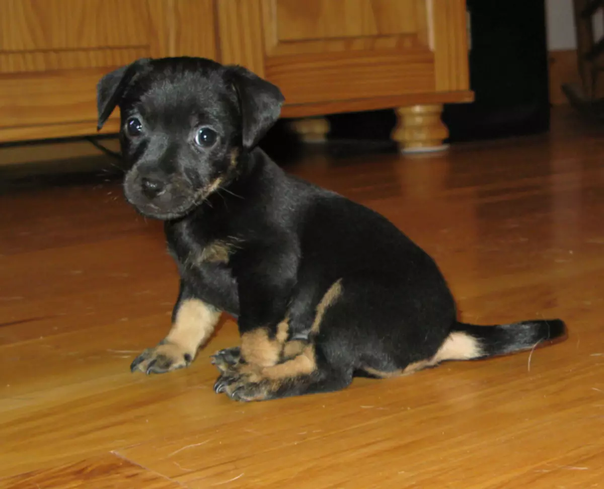 Black Jack Russell Terrier (25 Fotoen): Beschreiwung vu schwaarze Faarf Welpen. Hond Inhalt Reegelen 23109_18