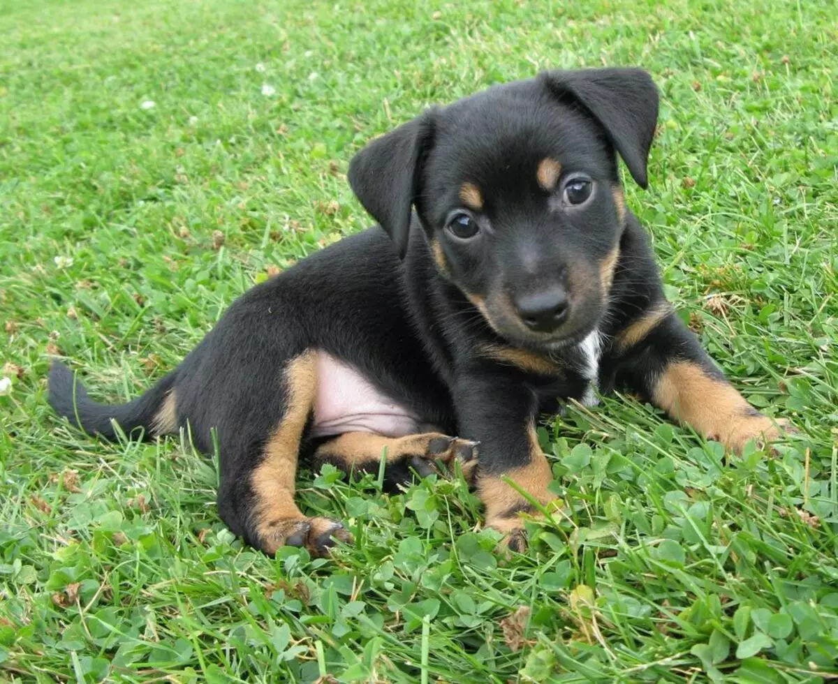 Black Jack Russell Terrier (25 сурет): қара түсті күшіктердің сипаттамасы. Иттердің мазмұны ережелері 23109_2