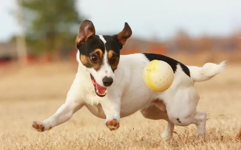 Black Jack Russell Terrier (25 Fotoen): Beschreiwung vu schwaarze Faarf Welpen. Hond Inhalt Reegelen 23109_21