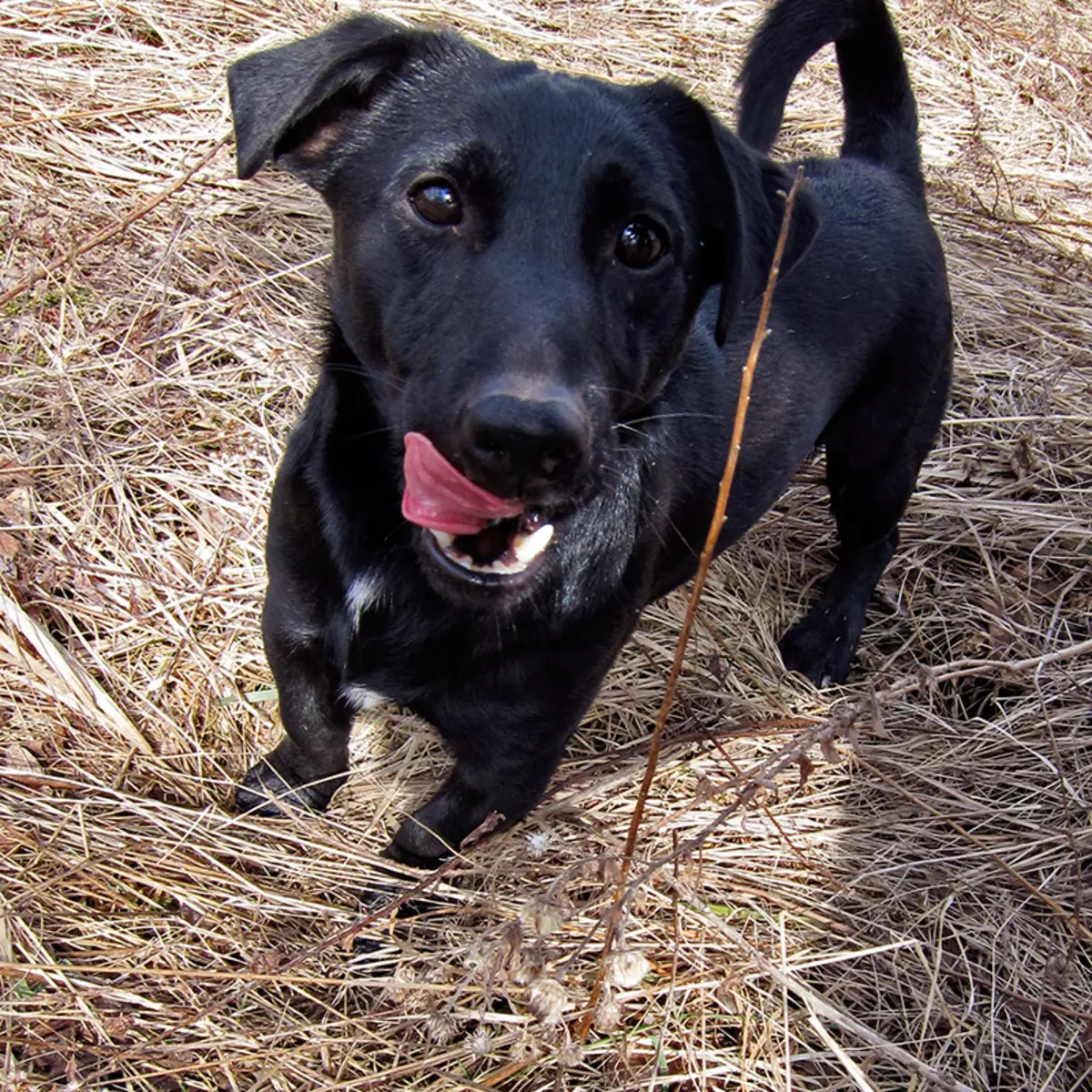 Black Jack Russell Terrier (25 fotos): Descripció de cadells de color negre. Normes de contingut de gossos 23109_3