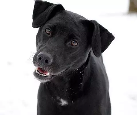 블랙 잭 러셀 테리어 (25 장의 사진) : 검은 색 강아지의 설명. 개 콘텐츠 규칙 23109_4