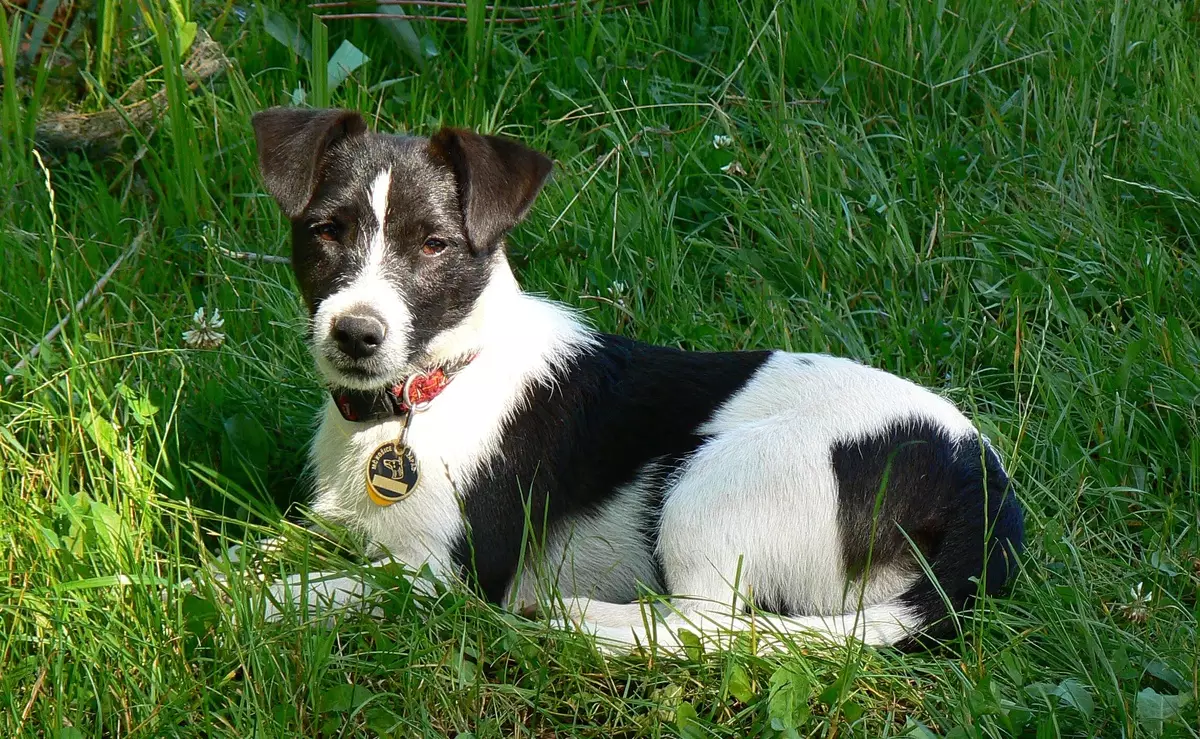 Black Jack Russell Terrier (25 Fotoen): Beschreiwung vu schwaarze Faarf Welpen. Hond Inhalt Reegelen 23109_7