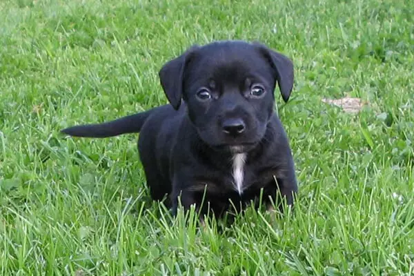 Black Jack Russell Terrier (25 photos): Tsananguro yeBlack Colour Pubpies. Imbwa Zvemukati Mitemo 23109_8