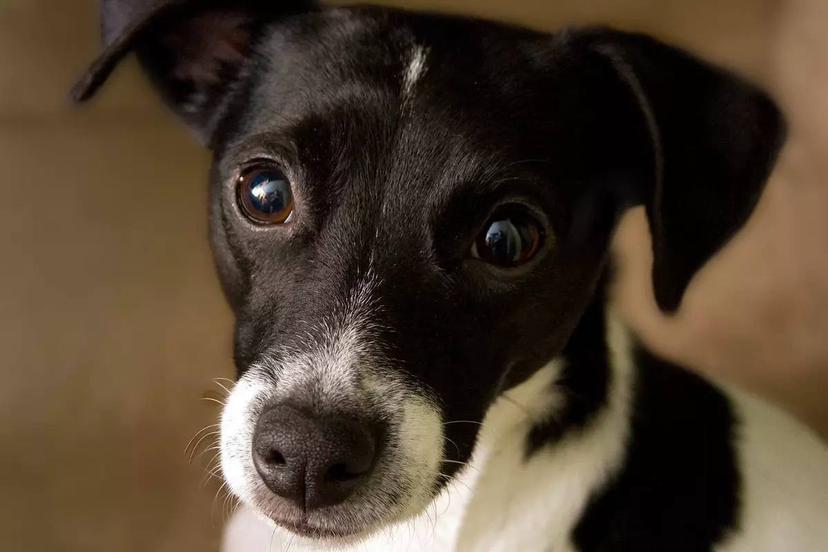 Black Jack Russell Terrier (25 fotos): Descripció de cadells de color negre. Normes de contingut de gossos 23109_9