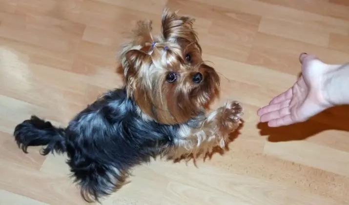 Training of the Yorkshire Terrier: the secrets of the right upbringing and dresser puppies of the Yorkshire Terrier at home. Is there a difference in the dresser boy and the girls of this breed? 23111_15