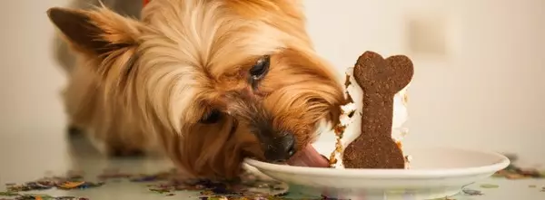 Golddast Yorkshire Terrier (22 Poto): Katerangan Golddast Yorkkov, naros sareng kontra anjing. Fitur eusi 23113_15