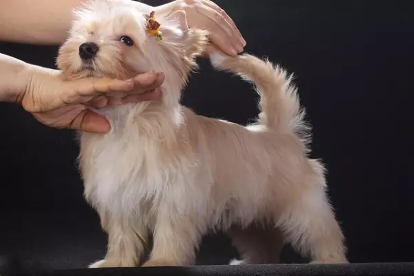 Golddast Yorkshire Terrier (22 foto): Përshkrimi Golddast Yorkkov, pro dhe kundër të qenve. Karakteristikat e përmbajtjes 23113_3