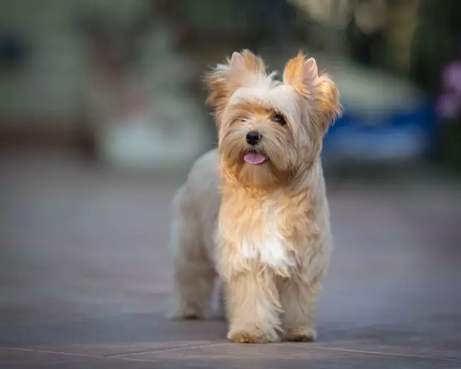 Goldast Yorkshire Terrier (22 photos): Description Goldadast Yorkkov, avantages et inconvénients des chiens. Caractéristiques du contenu 23113_7