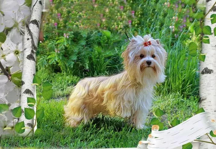 Golddast Yorkshire Terrier (22 foto's): Beskrywing Golddast Yorkkov, voor- en nadele van honde. Kenmerke van inhoud 23113_8