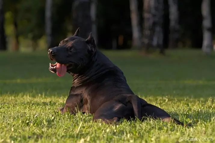 Black Pit Bull (24 wêne): Kulîlkên bi çavên şîn û zer, naveroka kûçikên Amerîkî yên rengê reş 23117_19
