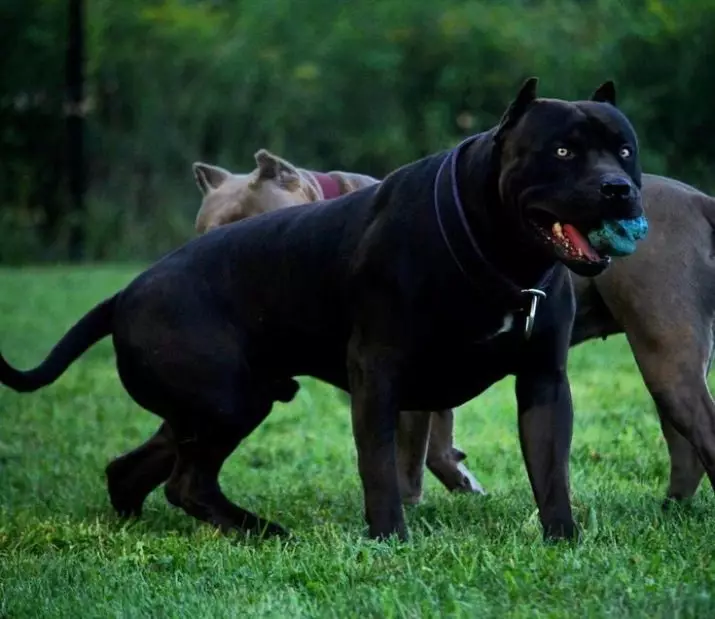 Black Pit Bull (24 bilder): Valpar med blå och gula ögon, innehållet av amerikanska hundar av svart färg 23117_2