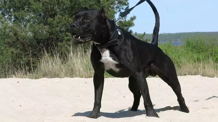 Black Pit Bull (24 foto's): pups met blauwe en gele ogen, de inhoud van Amerikaanse honden van zwarte kleur 23117_20