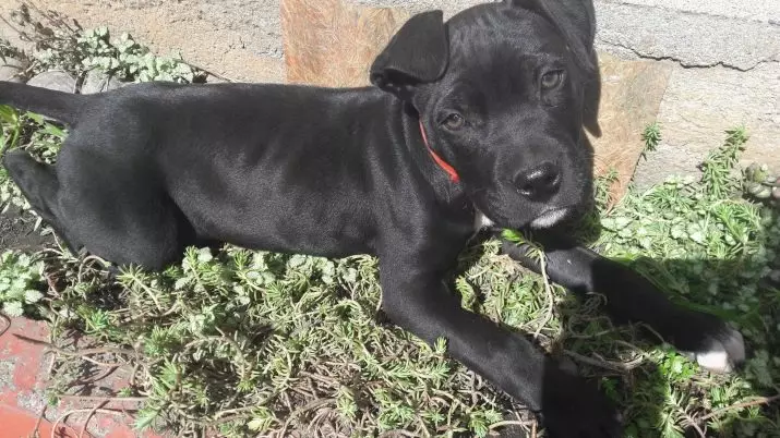 Negre pitbull (24 fotos): cadells amb ulls blaus i grocs, el contingut dels gossos d'Amèrica de l'color negre 23117_24