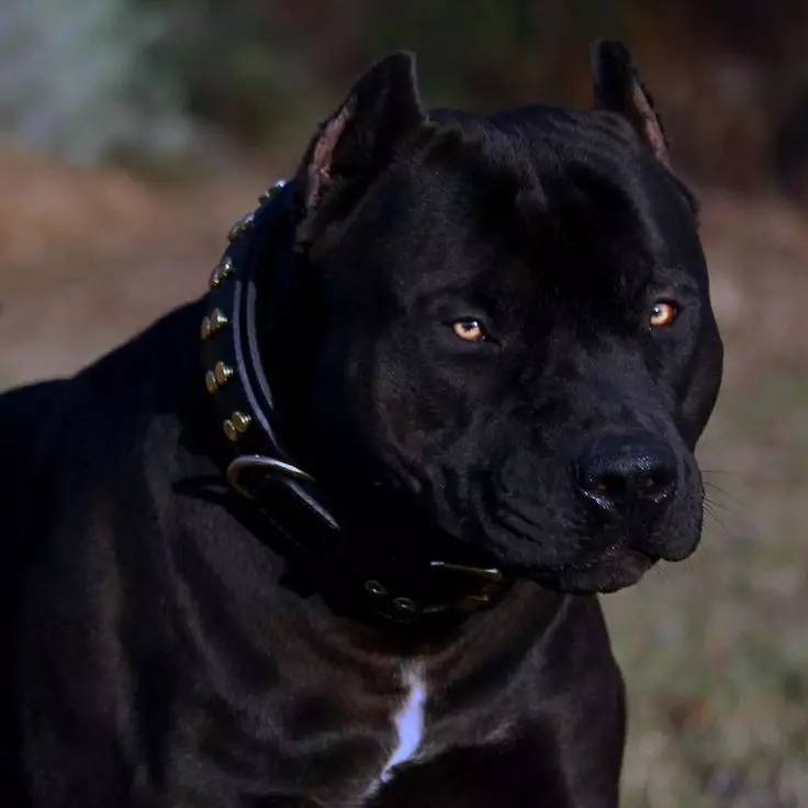შავი Pit Bull (24 ფოტო): ლეკვები ლურჯი და ყვითელი თვალები, ამერიკული ძაღლების შინაარსი შავი ფერის 23117_4