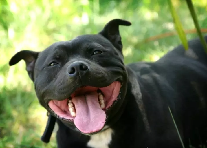 Negre pitbull (24 fotos): cadells amb ulls blaus i grocs, el contingut dels gossos d'Amèrica de l'color negre 23117_6