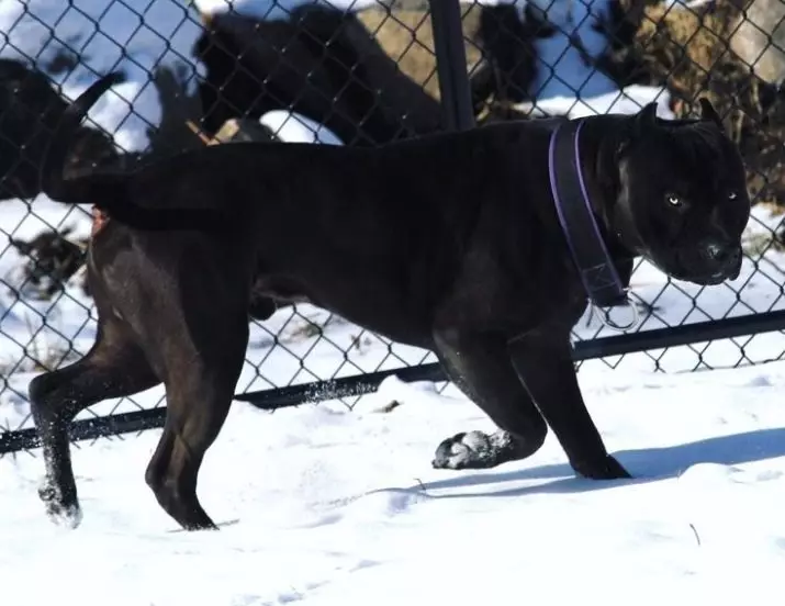 Црн Пит Бул (24 фотографии): кученца со сини и жолти очи, содржината на американските кучиња со црна боја 23117_7