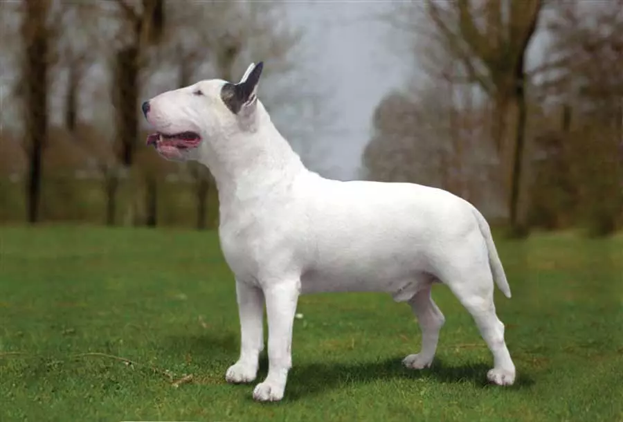 Miniaturbull Terrier (68 Fotos): Beschreibung von Mini-Bull-Terriers, Größen der Zwergbinder. Inhalt von kleinen Welpen und erwachsenen Hunden 23118_12