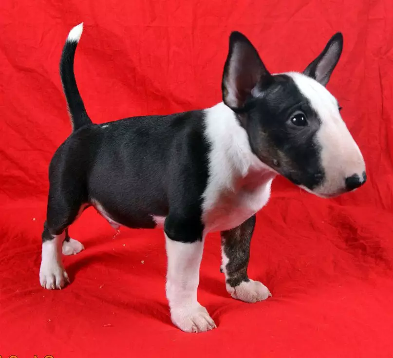 Miniaturbull Terrier (68 Fotos): Beschreibung von Mini-Bull-Terriers, Größen der Zwergbinder. Inhalt von kleinen Welpen und erwachsenen Hunden 23118_13