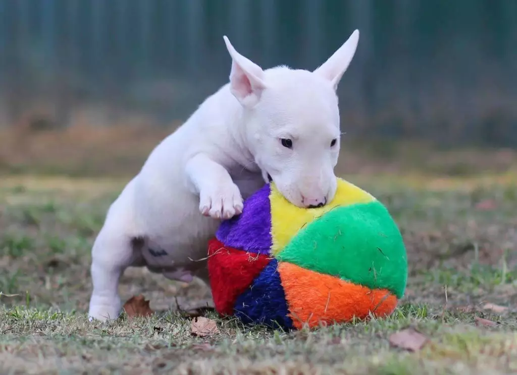Miniaturbull Terrier (68 Fotos): Beschreibung von Mini-Bull-Terriers, Größen der Zwergbinder. Inhalt von kleinen Welpen und erwachsenen Hunden 23118_14