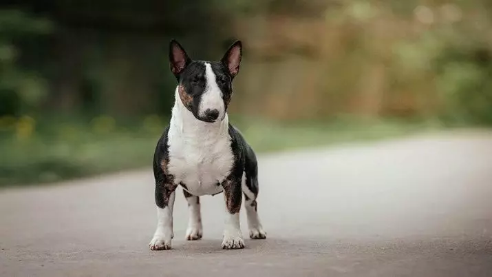 Miniaturbull Terrier (68 Fotos): Beschreibung von Mini-Bull-Terriers, Größen der Zwergbinder. Inhalt von kleinen Welpen und erwachsenen Hunden 23118_15