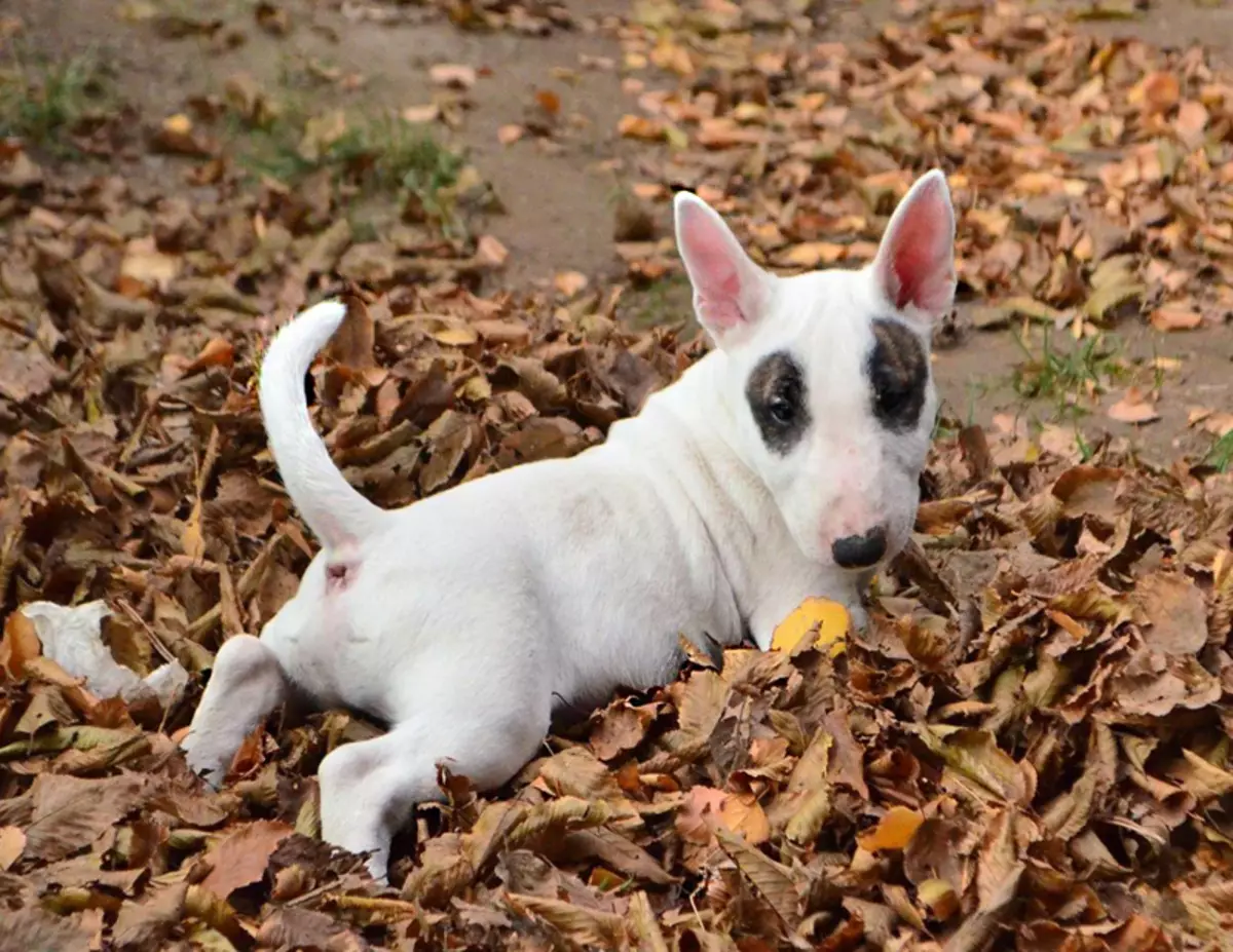Miniaturbull Terrier (68 Fotos): Beschreibung von Mini-Bull-Terriers, Größen der Zwergbinder. Inhalt von kleinen Welpen und erwachsenen Hunden 23118_25