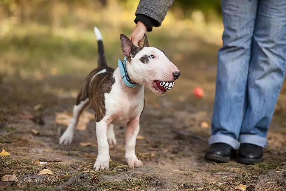 Miniaturbull Terrier (68 Fotos): Beschreibung von Mini-Bull-Terriers, Größen der Zwergbinder. Inhalt von kleinen Welpen und erwachsenen Hunden 23118_28