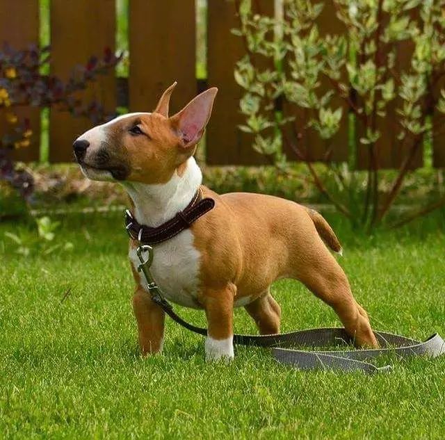 Miniaturbull Terrier (68 Fotos): Beschreibung von Mini-Bull-Terriers, Größen der Zwergbinder. Inhalt von kleinen Welpen und erwachsenen Hunden 23118_39