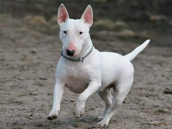 Miniaturbull Terrier (68 Fotos): Beschreibung von Mini-Bull-Terriers, Größen der Zwergbinder. Inhalt von kleinen Welpen und erwachsenen Hunden 23118_4