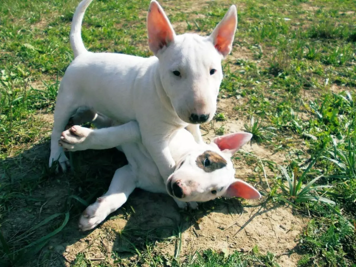 Miniaturbull Terrier (68 Fotos): Beschreibung von Mini-Bull-Terriers, Größen der Zwergbinder. Inhalt von kleinen Welpen und erwachsenen Hunden 23118_40