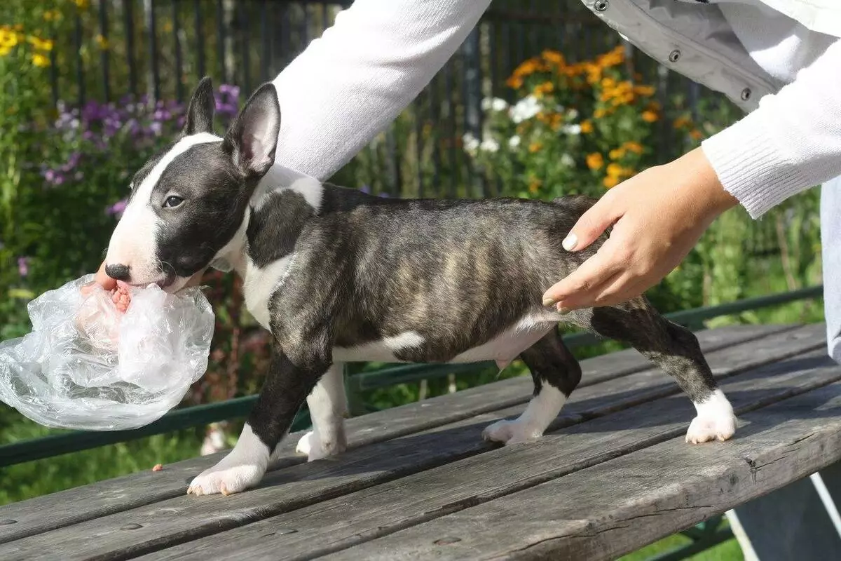 Miniaturbull Terrier (68 Fotos): Beschreibung von Mini-Bull-Terriers, Größen der Zwergbinder. Inhalt von kleinen Welpen und erwachsenen Hunden 23118_43