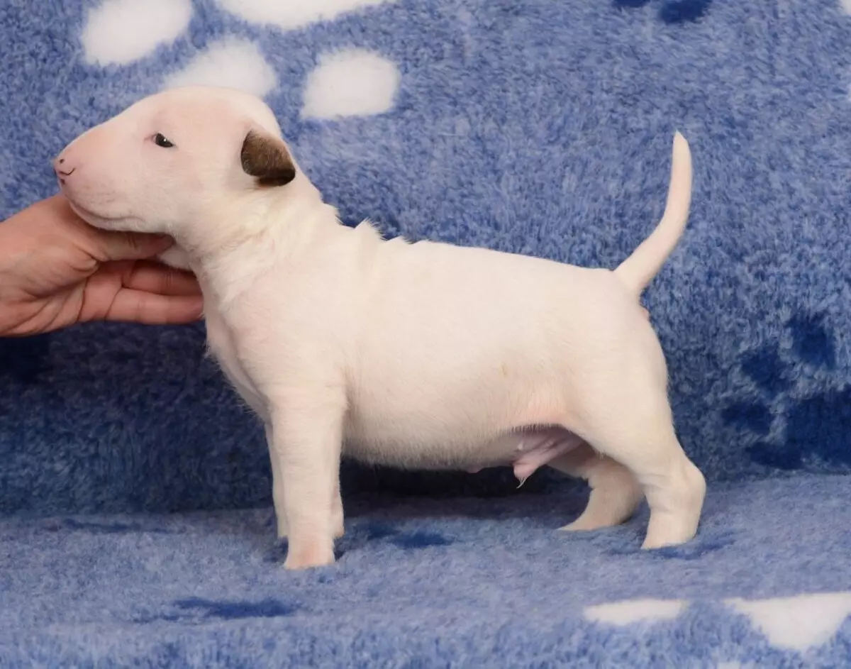 Miniature bull terrier (sary 68): Famaritana ny terriers mini-ull, habe amin'ny fiompiana dwarf. Ny votoatin'ny alika kely sy ny alika olon-dehibe 23118_55