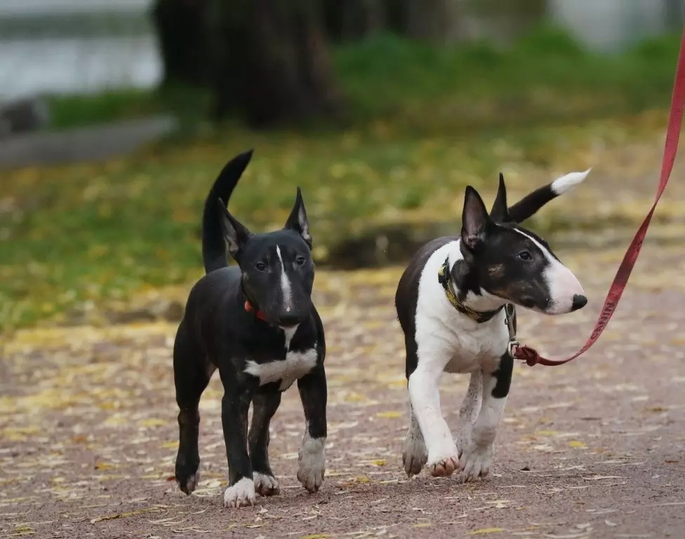 Miniaturbull Terrier (68 Fotos): Beschreibung von Mini-Bull-Terriers, Größen der Zwergbinder. Inhalt von kleinen Welpen und erwachsenen Hunden 23118_60