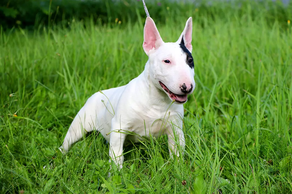 مصغرة الثور Terrier (68 صور): وصف Terriers Mini-Bull، أحجام تولد قزم. محتوى الجراء الصغيرة والكلاب البالغين 23118_9