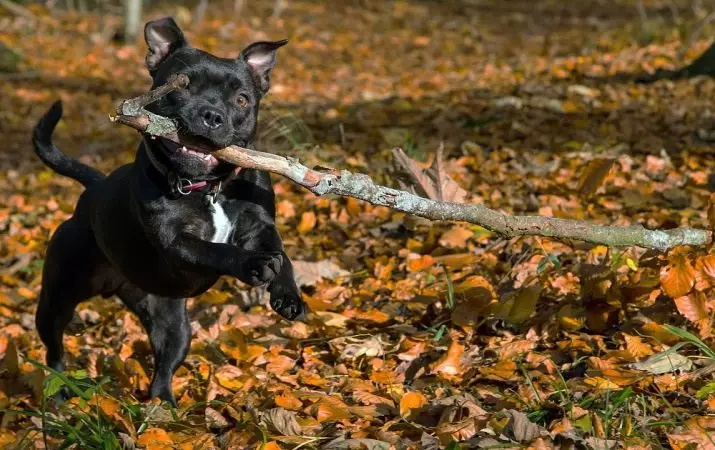 Staffordshire Bull Terrier (57 รูป): คำอธิบายของสายพันธุ์อังกฤษ ลูกสุนัขมาตรฐานและสุนัขผู้ใหญ่ คุณสมบัติตัวละคร 23119_21