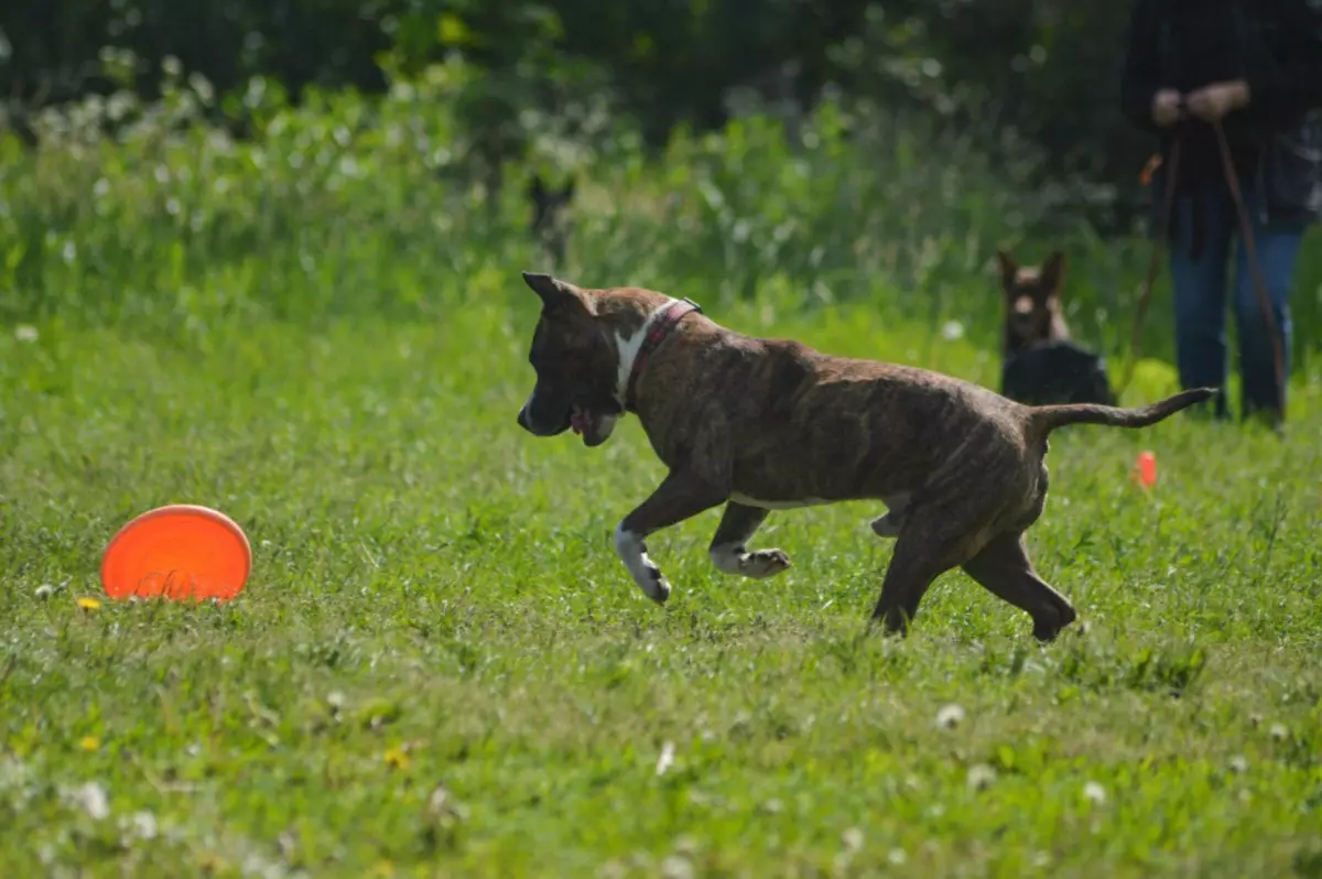 Staffordshire Bull Terrier (57 photos): Description de la race anglaise. Chiots standard et chiens adultes. Caractéristiques du personnage 23119_24