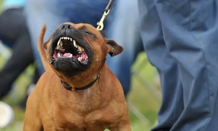 Staffordshire Bull Terrier (57 photos): Description de la race anglaise. Chiots standard et chiens adultes. Caractéristiques du personnage 23119_29