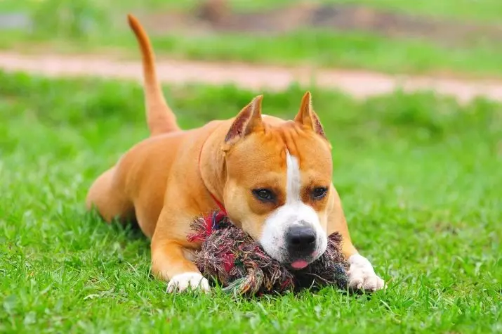 Skerordshir Bulle Terrier (57 ta fotosurat): Ingliz nasining tavsifi. Standart kuchukchalar va kattalar itlari. Xarakter xususiyatlari 23119_30