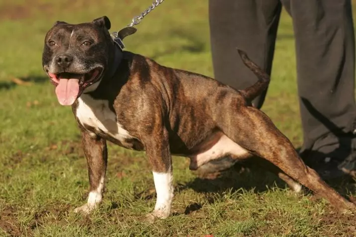 Staffordshire Bull Terrier (57 photos): Description de la race anglaise. Chiots standard et chiens adultes. Caractéristiques du personnage 23119_31