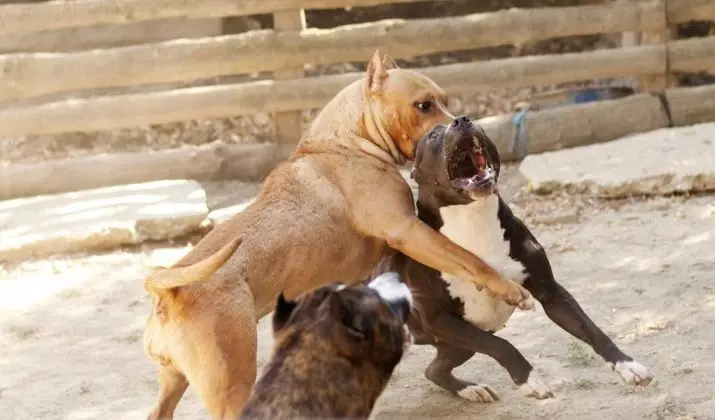 Staffordshire Bull Terrier (57 รูป): คำอธิบายของสายพันธุ์อังกฤษ ลูกสุนัขมาตรฐานและสุนัขผู้ใหญ่ คุณสมบัติตัวละคร 23119_5