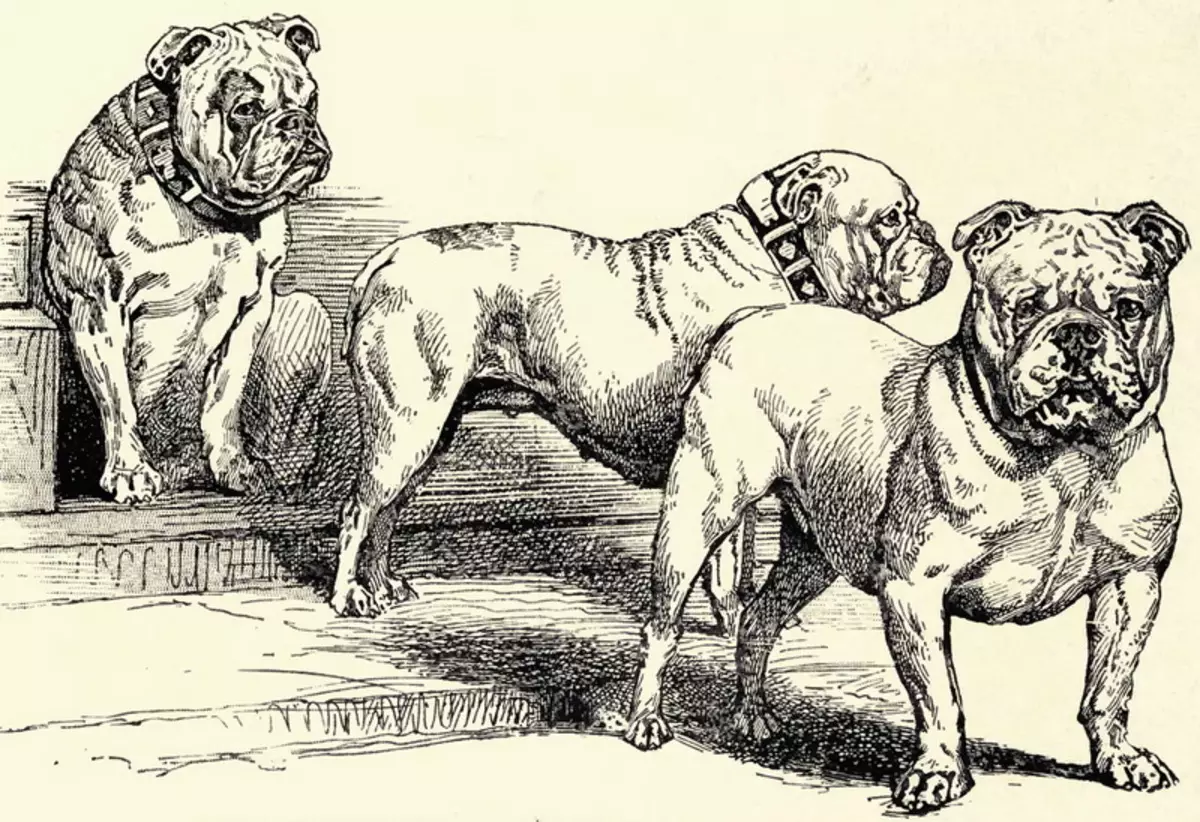 Buldog american (66 fotografii): descrierea rasei și caracterului, caracteristicile catelului. Câți câini locuiți? Recenzii de proprietate 23123_3