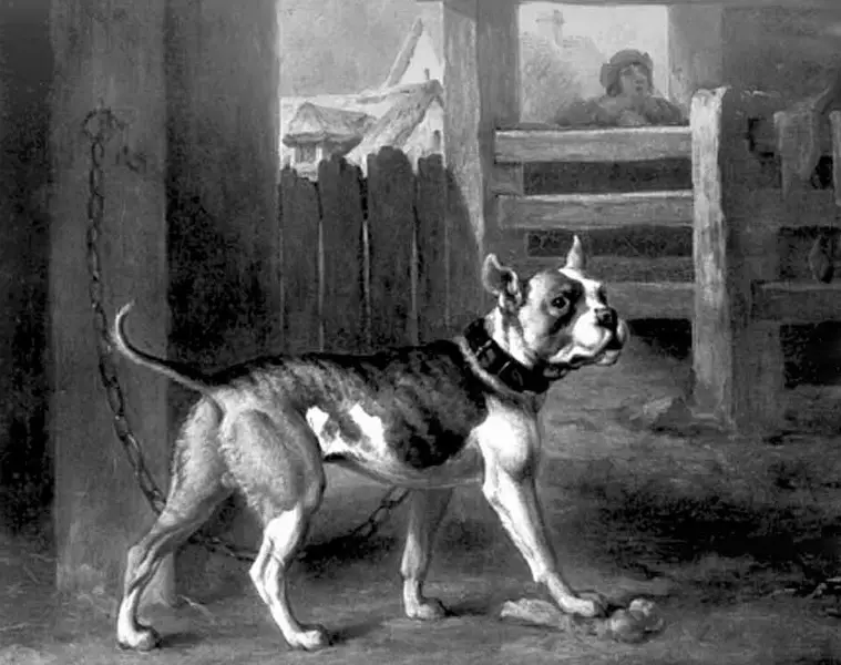 Buldog american (66 fotografii): descrierea rasei și caracterului, caracteristicile catelului. Câți câini locuiți? Recenzii de proprietate 23123_6