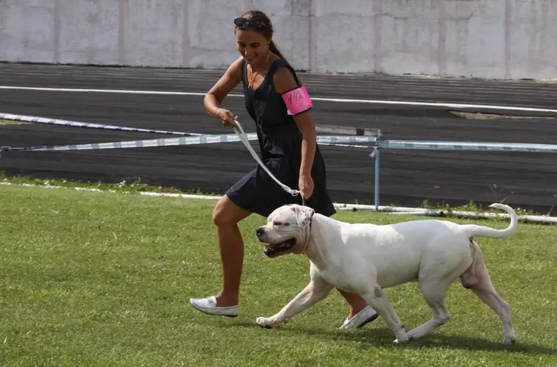 Buldog american (66 fotografii): descrierea rasei și caracterului, caracteristicile catelului. Câți câini locuiți? Recenzii de proprietate 23123_62