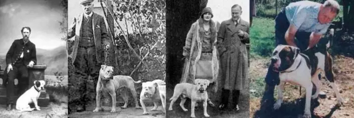 Buldog american (66 fotografii): descrierea rasei și caracterului, caracteristicile catelului. Câți câini locuiți? Recenzii de proprietate 23123_7