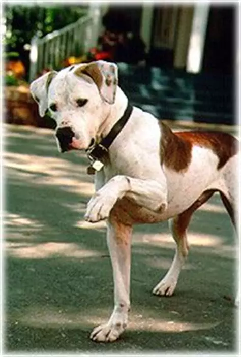 Alapakh Bulldogs PureBred (30 wêne): Danasîna nijada, cewherê kûçikan û taybetmendiyên naveroka wan 23124_23