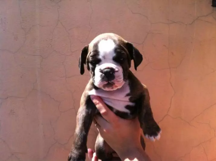 Braziliaanse bulldog (24 foto's): beschrijving van Bulldog Campayiro, hondengehalte 23125_11
