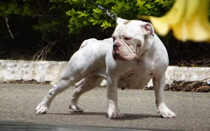 Brasil Bulldog (24 foto): Deskripsi Bulldog Campayiro, Dog Kandungan Fitur 23125_2