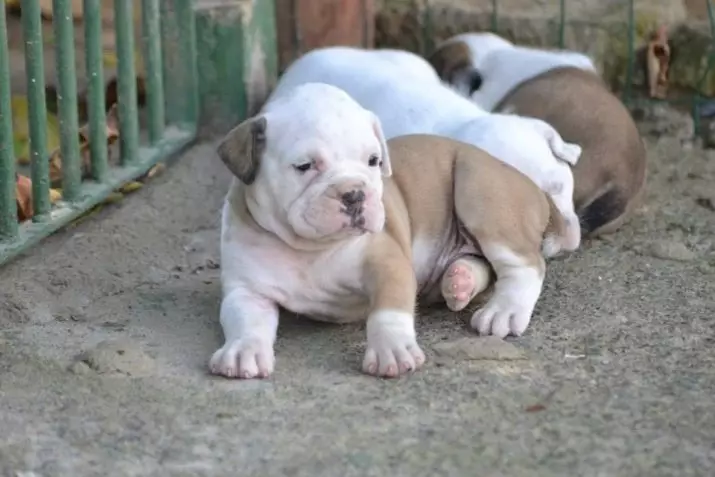 Brasil Bulldog (24 foto): Deskripsi Bulldog Campayiro, Dog Kandungan Fitur 23125_24